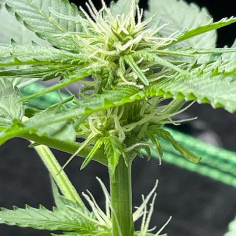 #2 Easy Bud auto RQS growlog timeline photo