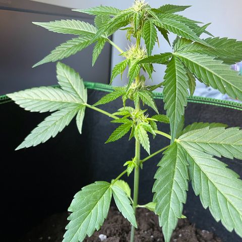 #3 Easy Bud auto RQS growlog photo: 2 Blätter abgeschnitten