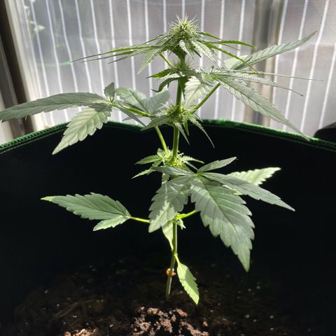 #2 Easy Bud auto RQS growlog timeline photo