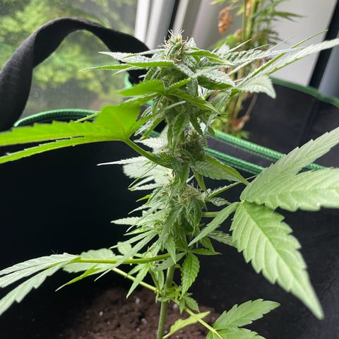 #3 Easy Bud auto RQS growlog timeline photo
