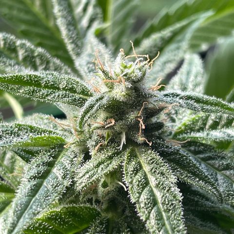 #3 Easy Bud auto RQS growlog timeline photo