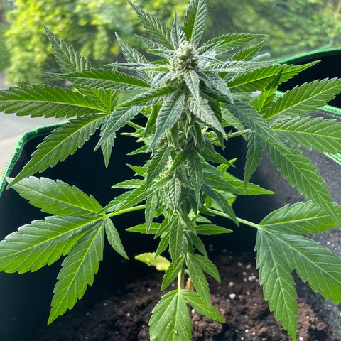 #3 Easy Bud auto RQS growlog timeline photo