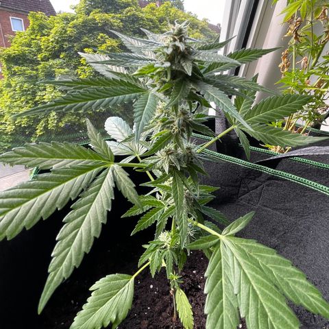 #2 Easy Bud auto RQS growlog timeline photo
