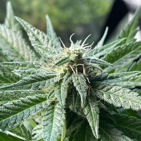 #2 Easy Bud auto RQS growlog timeline photo