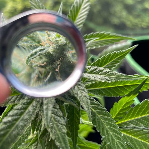 #3 Easy Bud auto RQS growlog timeline photo