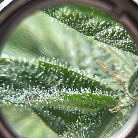 #3 Easy Bud auto RQS growlog timeline photo