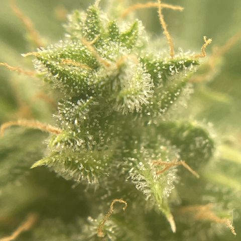 #2 Easy Bud auto RQS growlog timeline photo
