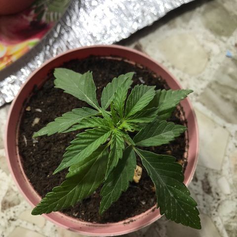 Sativa cbd growlog timeline photo