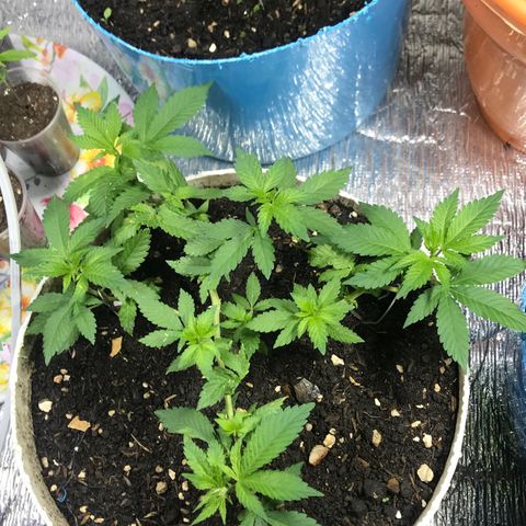 Sativa cbd growlog timeline photo