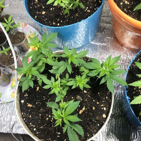 Sativa cbd growlog timeline photo