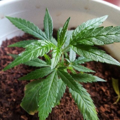 Bruce banner  growlog timeline photo