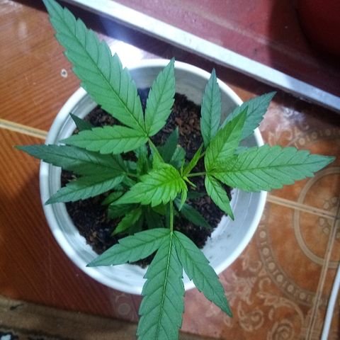 Bruce banner  growlog timeline photo