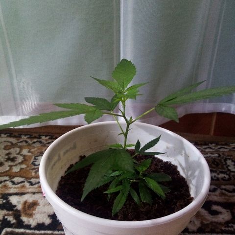 Bruce banner  growlog timeline photo
