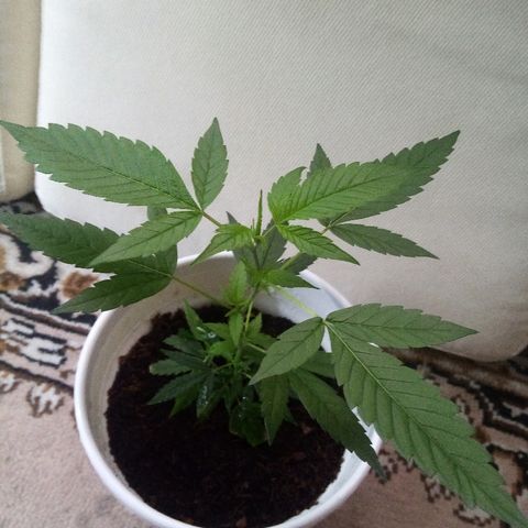 Bruce banner  growlog timeline photo