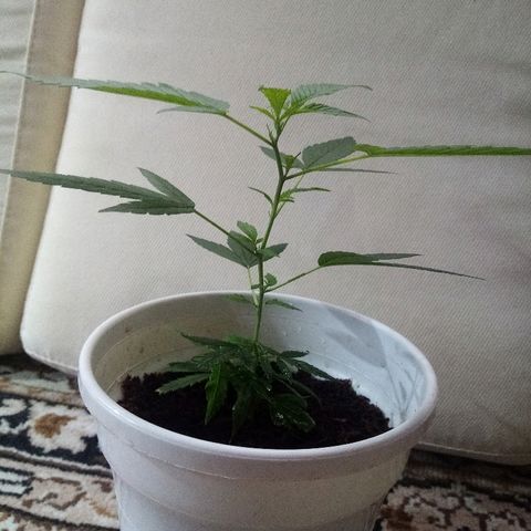 Bruce banner  growlog timeline photo