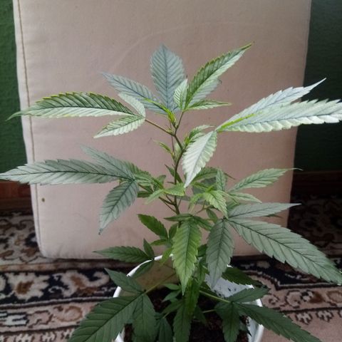 Bruce banner  growlog timeline photo