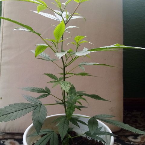 Bruce banner  growlog timeline photo