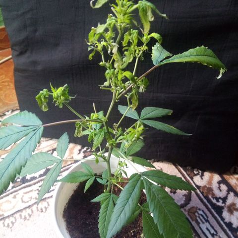 Bruce banner  growlog photo: Hace dos semana las hojas se tornaron amarillas y se empezaron a  caer