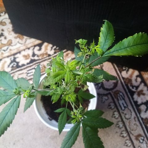 Bruce banner  growlog photo: Hace dos semana las hojas se tornaron amarillas y se empezaron a  caer