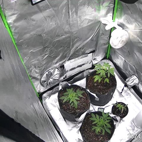 Blueberry Muffin growlog timeline photo