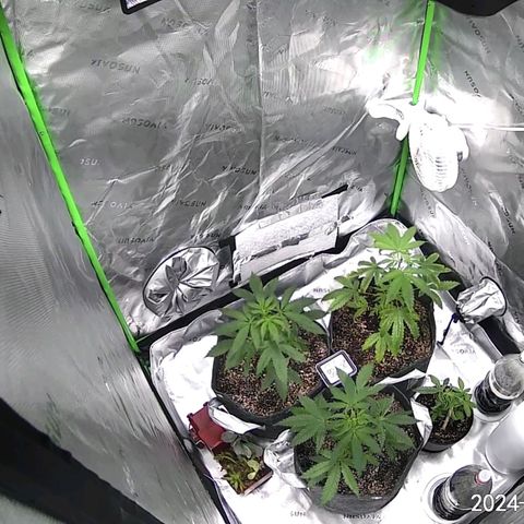 Blueberry Muffin growlog photo: Update