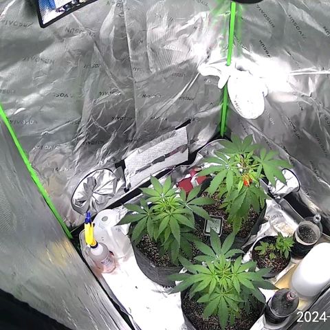 Blueberry Muffin growlog photo: Update