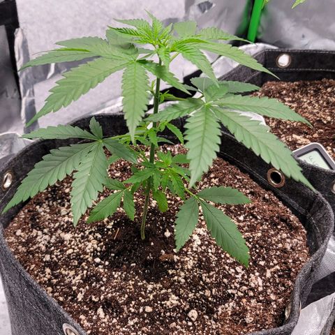 Blueberry Muffin growlog timeline photo