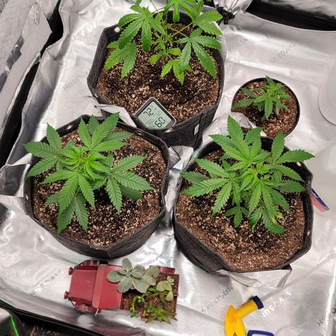 Blueberry Muffin growlog timeline photo