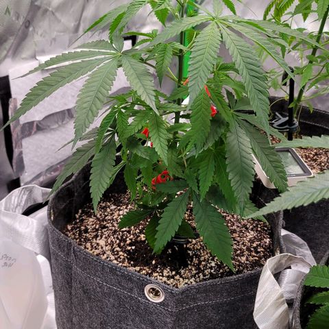 Blueberry Muffin growlog timeline photo