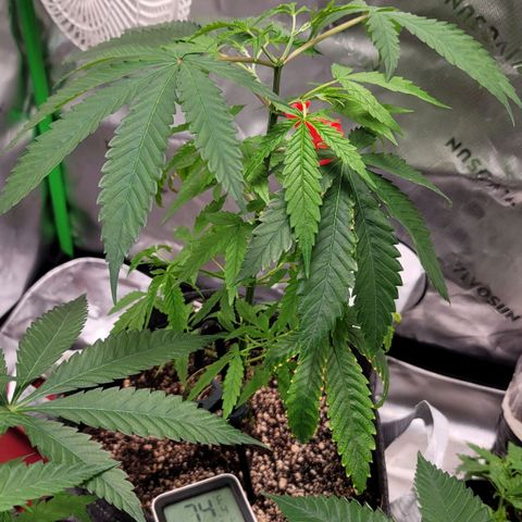 Blueberry Muffin growlog timeline photo