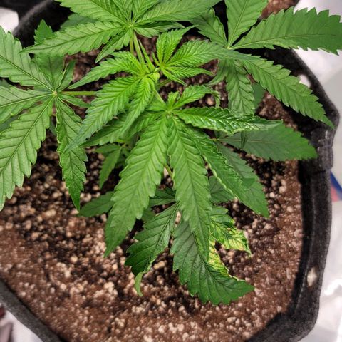 Blueberry Muffin growlog timeline photo