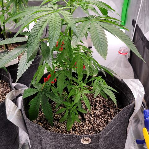 Blueberry Muffin growlog timeline photo