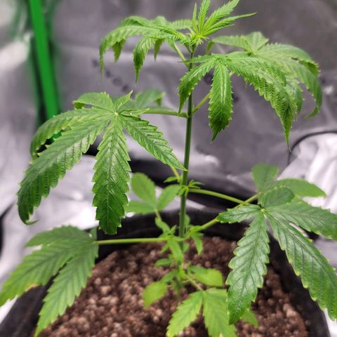 Blueberry Muffin growlog timeline photo