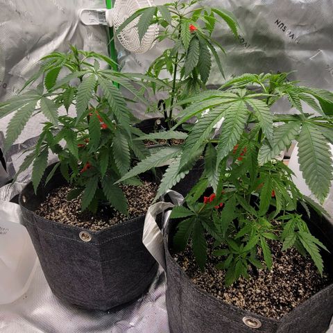 Blueberry Muffin growlog timeline photo