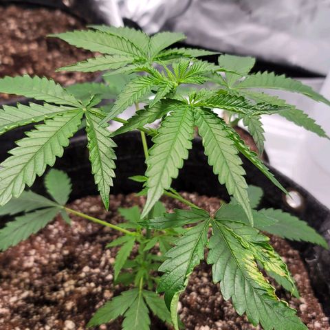 Blueberry Muffin growlog timeline photo