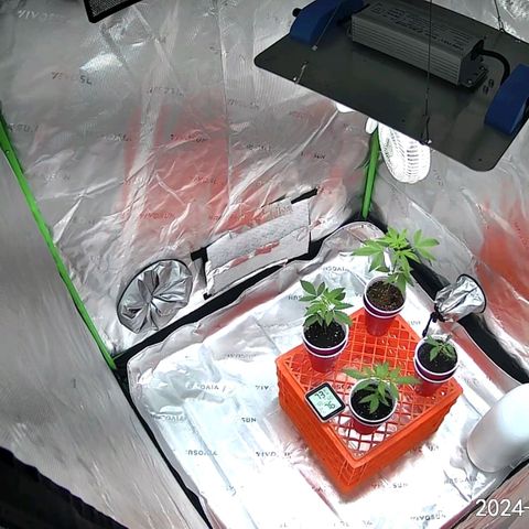 Blueberry Muffin growlog timeline photo