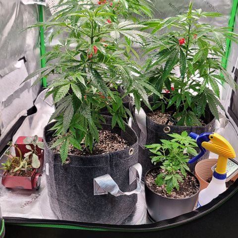 Blueberry Muffin growlog timeline photo