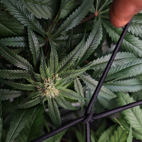 Blueberry Muffin growlog timeline photo