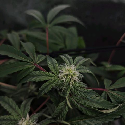 Blueberry Muffin growlog timeline photo