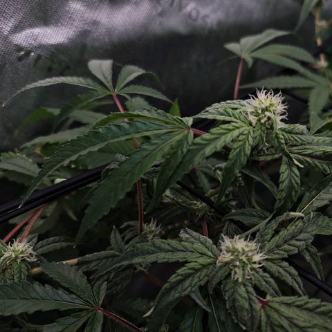 Blueberry Muffin growlog timeline photo