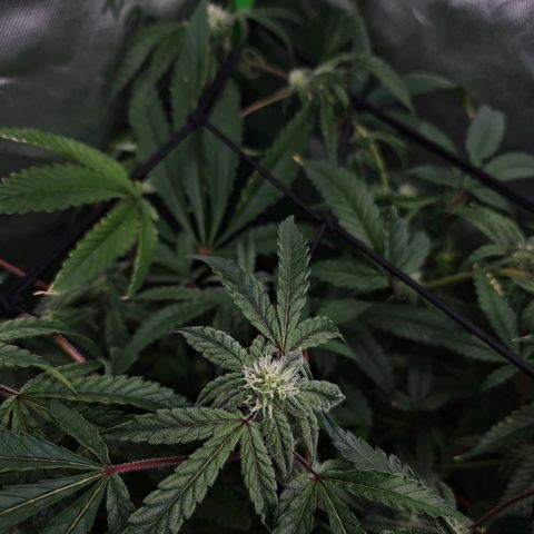 Blueberry Muffin growlog timeline photo