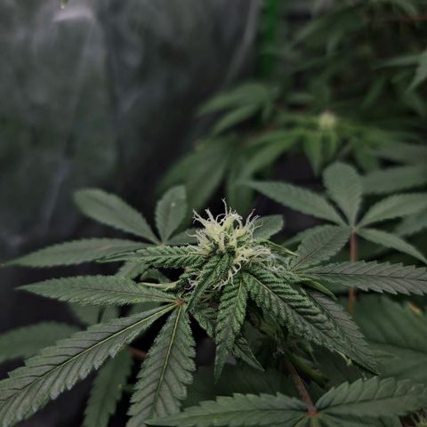 Blueberry Muffin growlog timeline photo