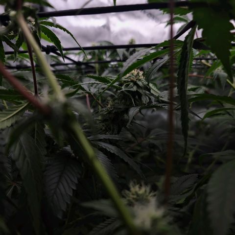 Blueberry Muffin growlog timeline photo