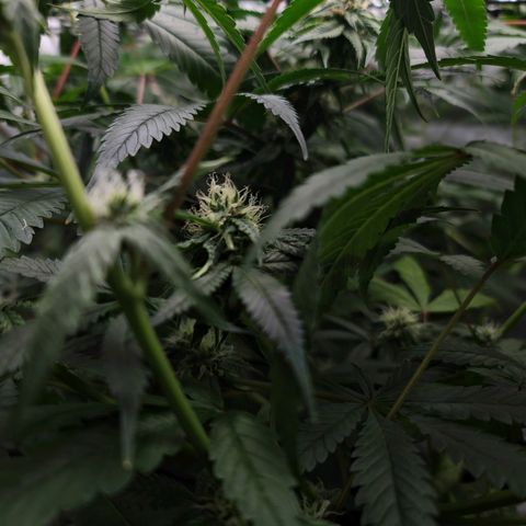 Blueberry Muffin growlog timeline photo