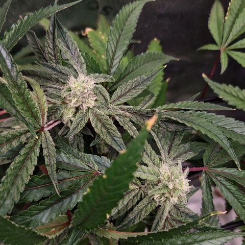 Blueberry Muffin growlog photo: Clear and frosty tricombs