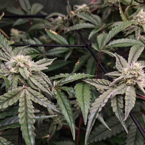 Blueberry Muffin growlog photo: Clear and frosty tricombs