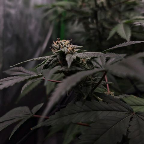 Blueberry Muffin growlog photo: Clear and frosty tricombs