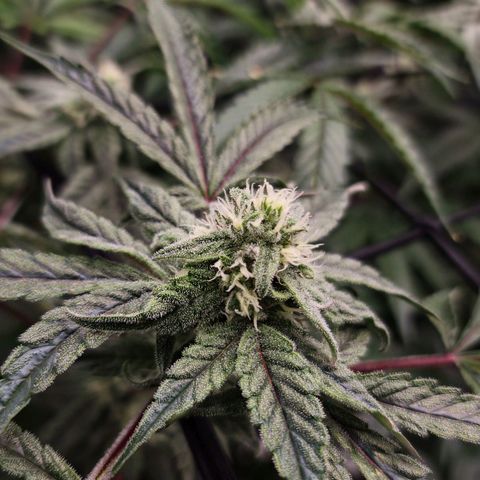 Blueberry Muffin growlog photo: Clear and frosty tricombs