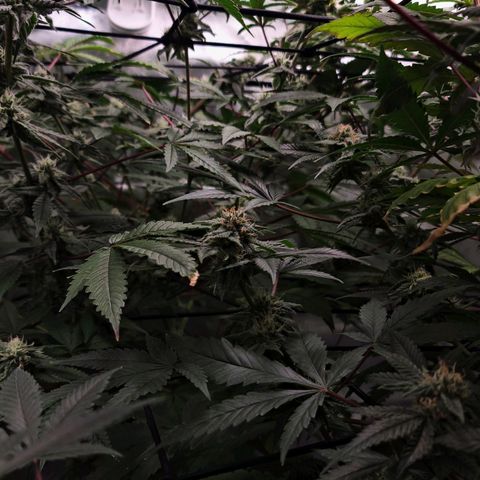 Blueberry Muffin growlog photo: Clear and frosty tricombs