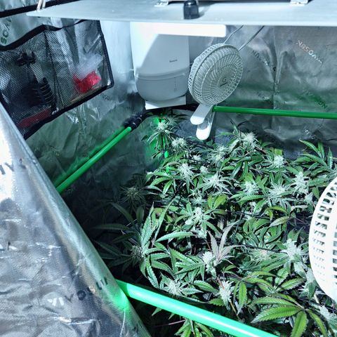 Blueberry Muffin growlog timeline photo